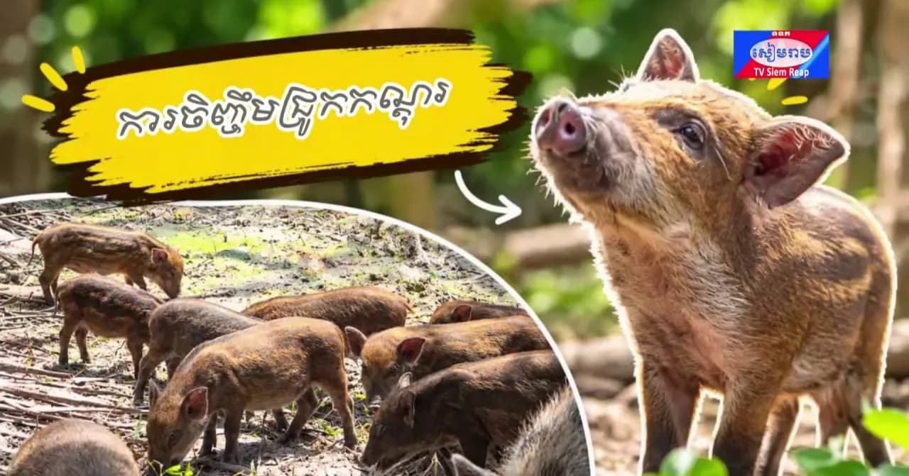 វីដេអូ៖បច្ចេកទេសថ្មី ពូជជ្រូកព្រៃ និងជ្រូកកណ្ដុរ ត្រូវបានយកមកធ្វើការបង្កាត់ពូជ និងចិញ្ចឹម ដោយធន់អាកាសធាតុ មិនរើសចំណី និងមានទីផ្សារខ្ពស់