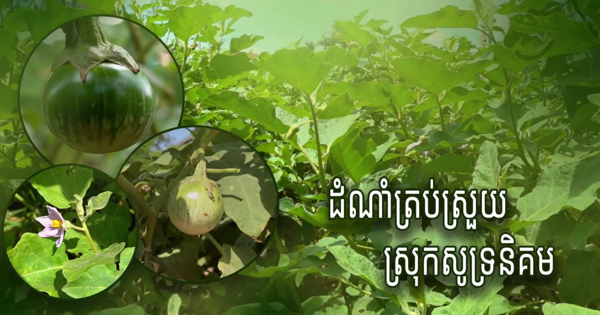 វីដេអូ ៖ កសិករឃុំកៀ​ន​សង្កែ​ ​ប​ង្ហា​ញ​ប​ច្ចេក​ទេ​ស​ដាំ​ ​«​ត្រ​ប់ស្រួ​យ​»​ ​ដែ​ល​ជាដំ​ណាំ​ធ​ន់​នឹ​ង​អា​កា​ស​ធា​តុ ​អា​ច​ប្រ​មូ​ល​ផ​លបា​ន​យូ​រ​ ​និ​ង​ជួ​យ​ទ្រ​ទ្រ​ង់​ជី​វ​ភា​ព​គ្រួ​សា​រ​ឱ្យ​កា​ន់​តែ​ប្រសើ​រ​ឡើ​ង​​