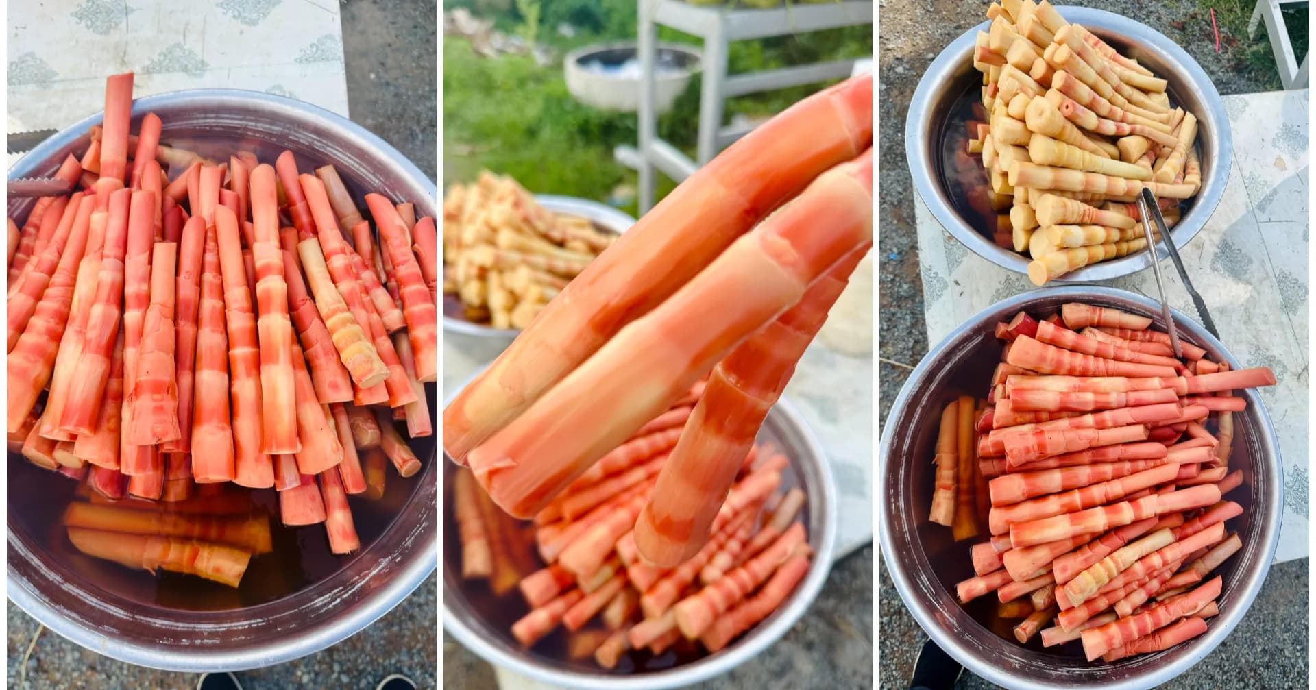 ទំពាំងត្រាច ឬទំពាំងក្រហមនៅស្រុកអង្គរជ័យ ខេត្តកំពត ដុះតែម្ដងប៉ុណ្ណោះក្នុងមួយឆ្នាំ