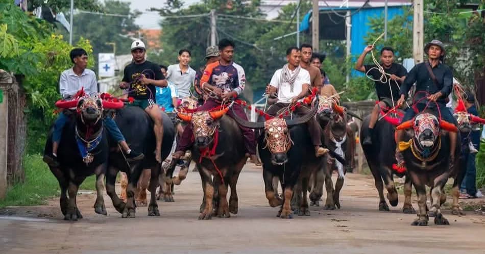 ពិធីបំបោលក្របី បំផាយសេះ និងបោកចំបាប់ប្រពៃណី នៅឃុំវិហារសួគ៌ ក្នុងឱកាសពិធីបុណ្យភ្ជុំបិណ្ឌ